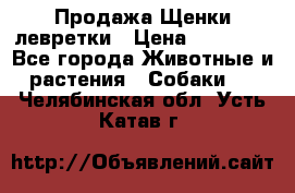 Продажа Щенки левретки › Цена ­ 40 000 - Все города Животные и растения » Собаки   . Челябинская обл.,Усть-Катав г.